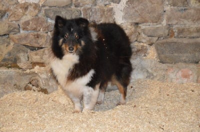 Étalon Shetland Sheepdog - Nina 2 du Domaine du Clos Benoît