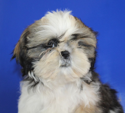 Étalon Shih Tzu - Simone de l'air salin