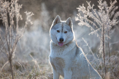 Étalon Siberian Husky - Oxydium precious jewel Of Artic West Wind