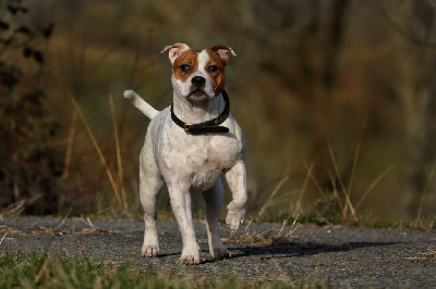 Étalon Staffordshire Bull Terrier - T'a 2 beaux yeux tu sais tagada Spirit Wolf Addict