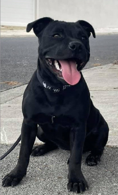 Étalon Staffordshire Bull Terrier - Reina De La Cruz Del Sur