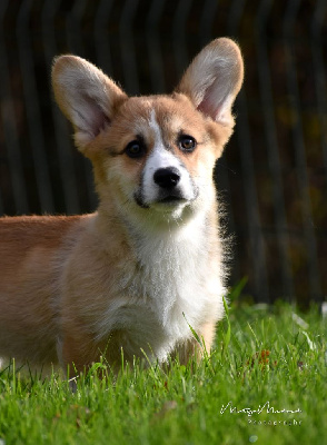 Étalon Welsh Corgi Pembroke - Ti amor du mas de Canteperdrix