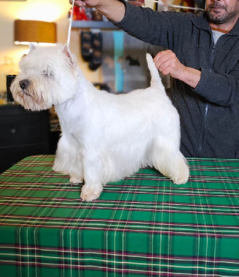 Étalon West Highland White Terrier - Sunshine magic du Harpouy D'Auzan