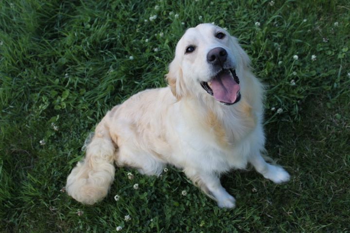 Les Golden Retriever de l'affixe   Des Joyaux De La Sambre