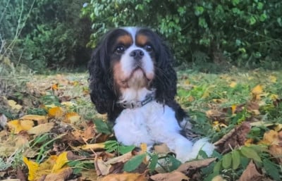 Étalon Cavalier King Charles Spaniel - Sharly du domaine de kerjonc