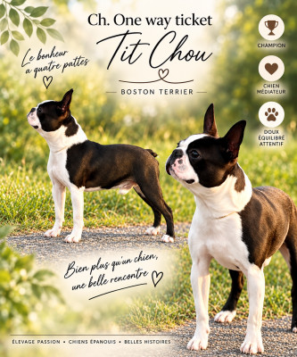 Étalon Boston Terrier - CH. One Way Ticket Tit chou