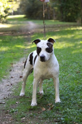 Étalon American Staffordshire Terrier - S'nina hooldum Of The New Age Ast