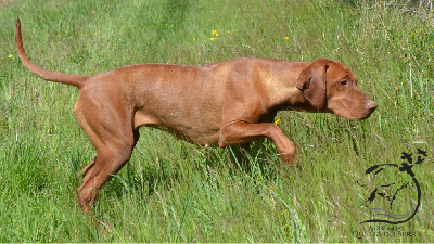 Étalon Braque hongrois à poil court - Vizsla - TR. CH. Phébé Des Quêtes Du Berry