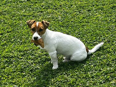 Étalon Jack Russell Terrier - De La Lisardière Saturne