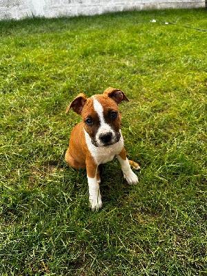 Étalon American Staffordshire Terrier - Thoresteel Torros new winning colors