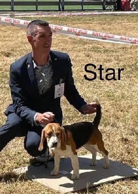 Étalon Beagle - Star is born Du Mas Saint Clair