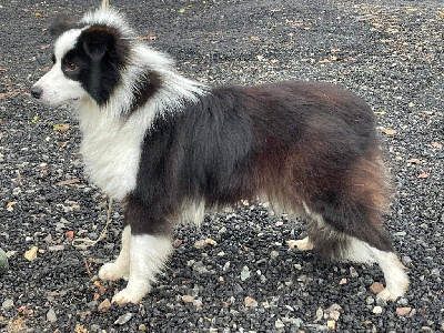 Étalon Border Collie - Send des Bergers des 1001 Nuits