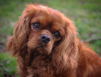 Étalon Cavalier King Charles Spaniel - Seduisante des vents d'océan