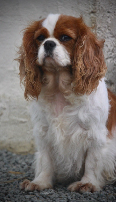 Étalon Cavalier King Charles Spaniel - Passion des vents d'océan
