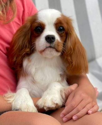 Étalon Cavalier King Charles Spaniel - Colombia of pride of alemargo's