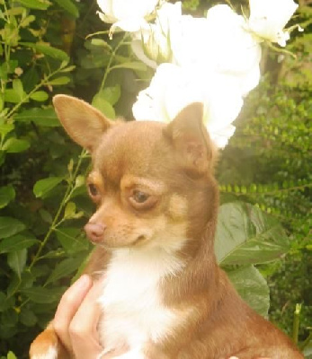 Étalon Chihuahua - Lancelot Of Little Dog's Paradise
