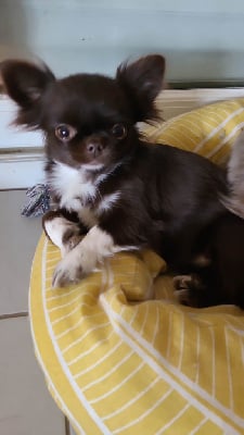 Étalon Chihuahua - Dana (Sans Affixe)