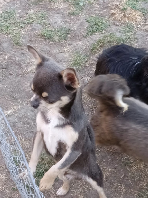 Étalon Chihuahua - Tom pouce Du sikkim tchoo