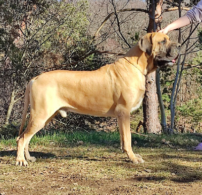 Étalon Dogue allemand - Palenque des Dogues de Garrigues