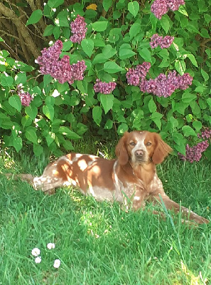 Étalon Epagneul Breton - Osca des T'chiots Picards