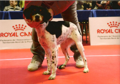 Étalon Epagneul Breton - Tulipe des T'chiots Picards
