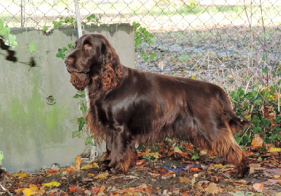 Étalon Field Spaniel - Grouse Des Haies De La Conchée