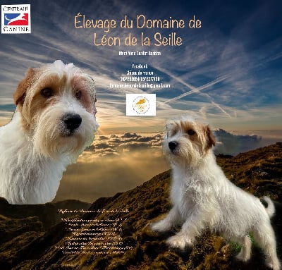 Étalon Jack Russell Terrier - Raffinee du Domaine De Léon De La Seille