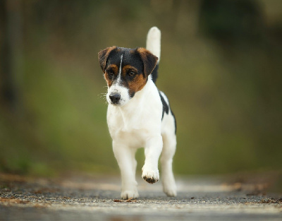 Étalon Jack Russell Terrier - lovely orange Paramount (thor)