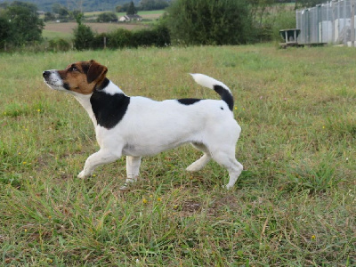 Étalon Jack Russell Terrier - Renee joe Du Domaine Des Pattes Dorées