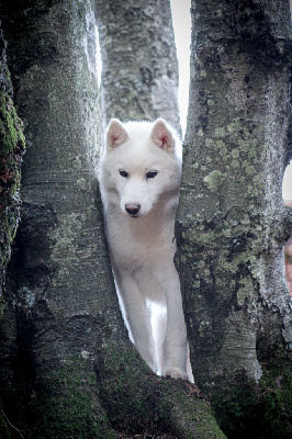 Étalon Siberian Husky - The groot's guardian Of cold winter nights