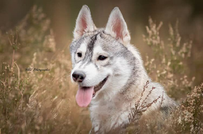 Étalon Siberian Husky - Tiana Des Plaines De Namidji