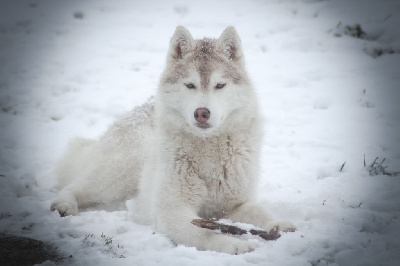 Étalon Siberian Husky - They can't resist of The Land Of Wolves