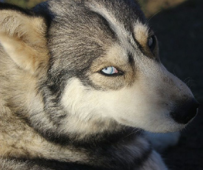 Étalon Siberian Husky - Rising sun Of watson lake