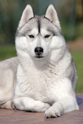 Étalon Siberian Husky - Sweet sarmentine of Arctic Wolf Dream 