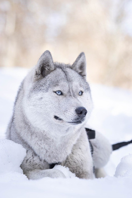 Étalon Siberian Husky - Non stop for snow image