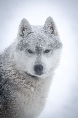 Étalon Siberian Husky - Timeless treasure Of cold winter nights