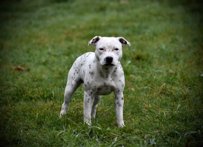 Étalon Staffordshire Bull Terrier - Lalie's Niños Trick-r treat