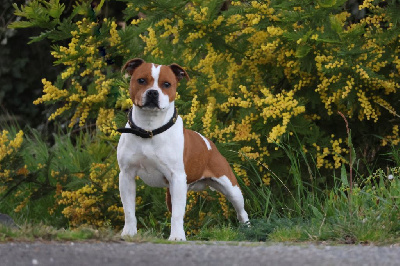 Étalon Staffordshire Bull Terrier - temptationstaff Granel pit