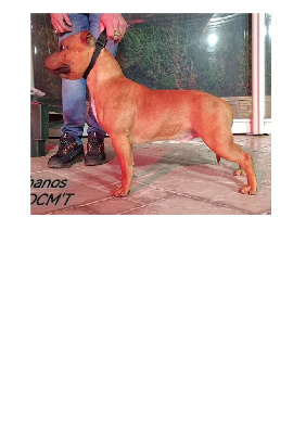 Étalon Staffordshire Bull Terrier - Thanos the immortal du clan ' Molotov