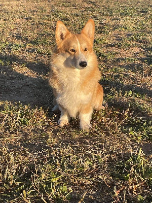 Étalon Welsh Corgi Pembroke - Illuminado de bureba