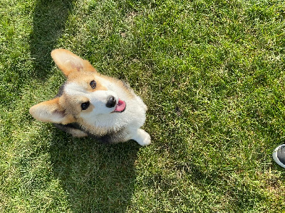 Étalon Welsh Corgi Pembroke - Bea (Sans Affixe)