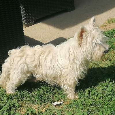 Étalon West Highland White Terrier - Olly Des Beaucemalous
