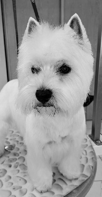 Étalon West Highland White Terrier - Suzie Du moulin de labatut
