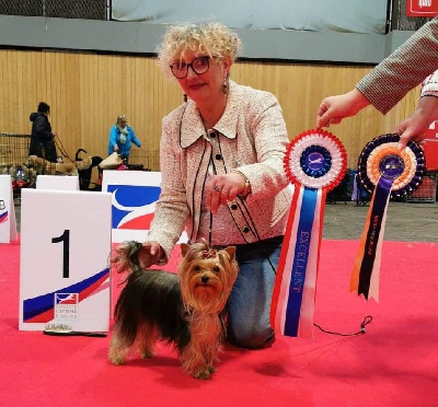 Étalon Yorkshire Terrier - Juanita of dare to dream