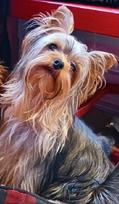 Étalon Yorkshire Terrier - My Precious Love Thunder