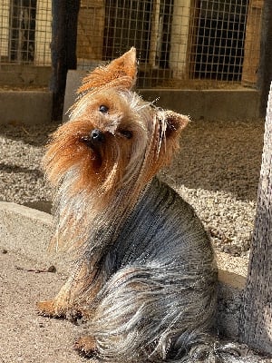 Étalon Yorkshire Terrier - Salva du moulin de madjurie