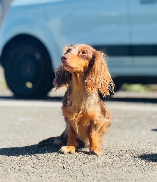 Les Teckel poil long de l'affixe   de la Victoire d'Urtie