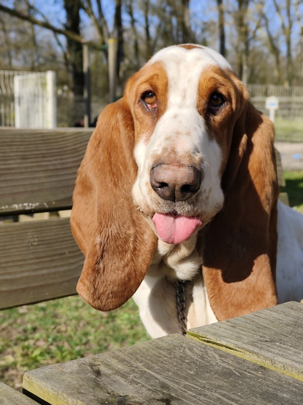 Les Basset Hound de l'affixe   Du Royaume Des Orchidees