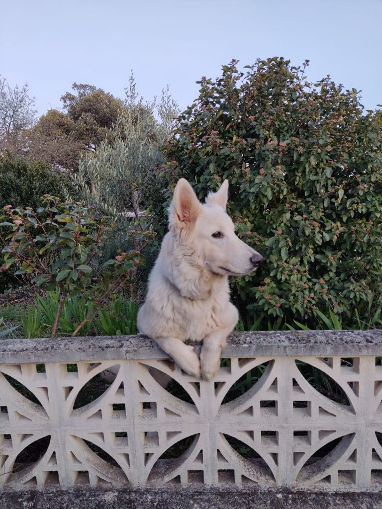 Les Berger Blanc Suisse de l'affixe   Des Gardiens Aux Deux Ailes