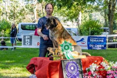 Étalon Leonberger - Urikhan Des Léos Breizhoo